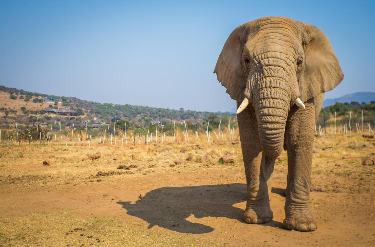 African Hills Safari Lodge & Spa Magaliesburg Dış mekan fotoğraf