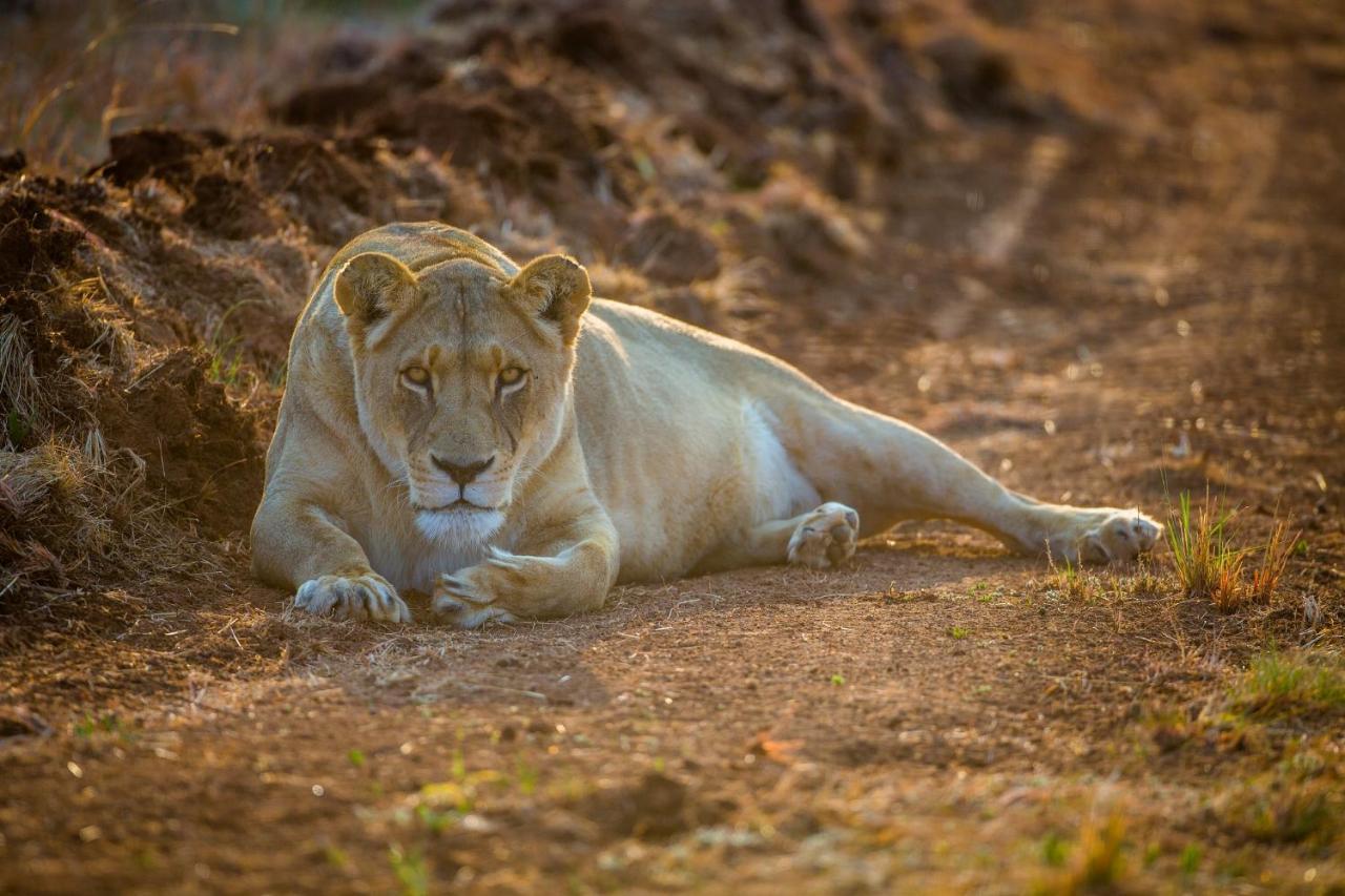 African Hills Safari Lodge & Spa Magaliesburg Dış mekan fotoğraf