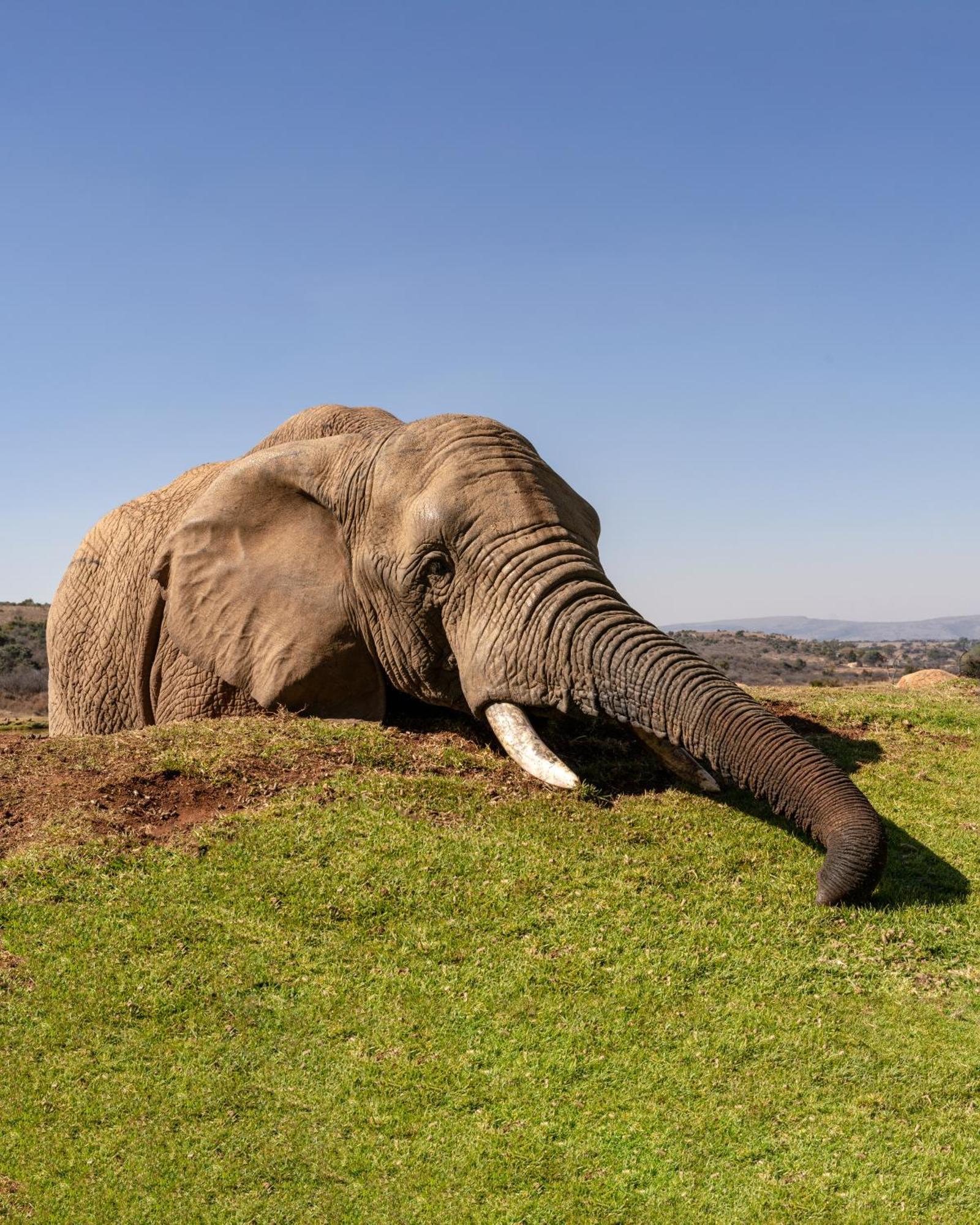 African Hills Safari Lodge & Spa Magaliesburg Dış mekan fotoğraf