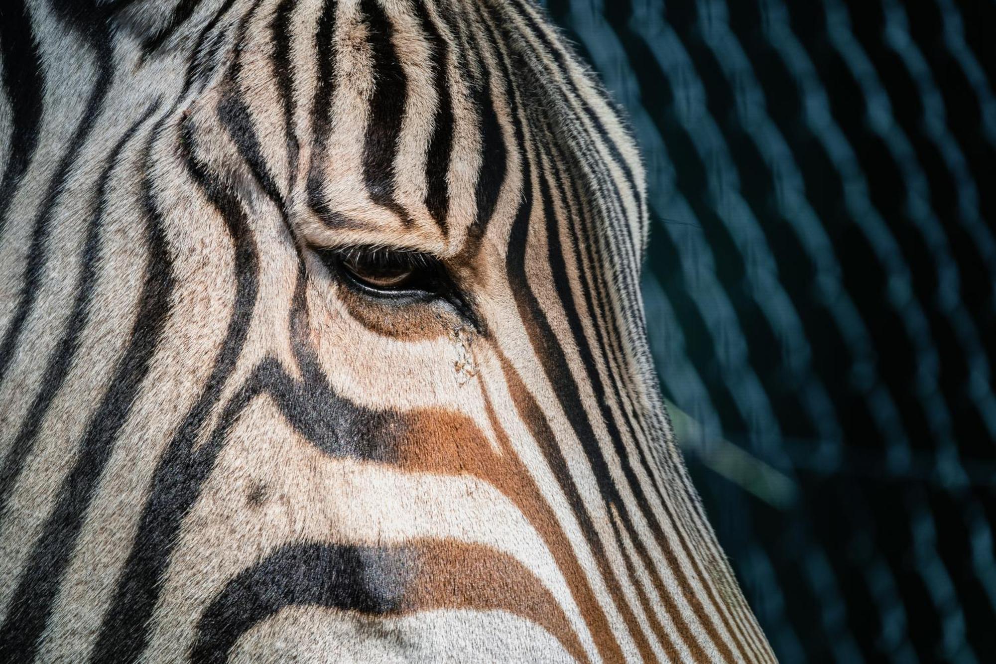 African Hills Safari Lodge & Spa Magaliesburg Dış mekan fotoğraf