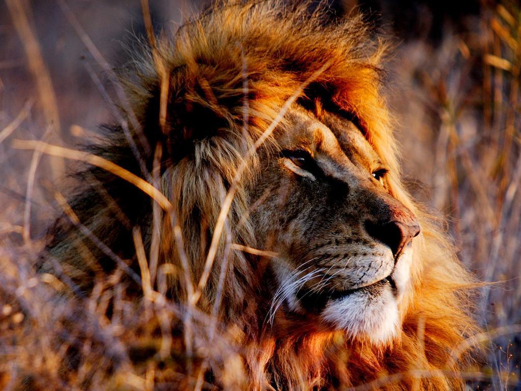 African Hills Safari Lodge & Spa Magaliesburg Dış mekan fotoğraf